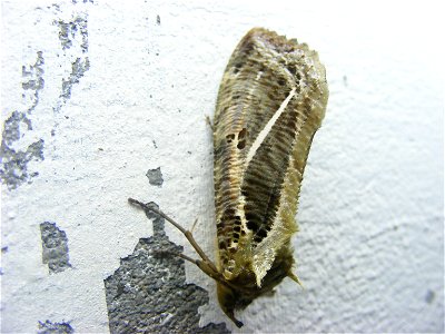 Eudocima materna, Noctuidae photo