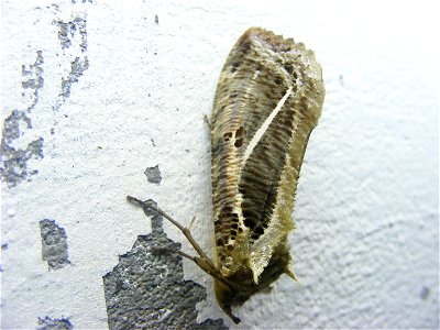 Eudocima materna, Noctuidae