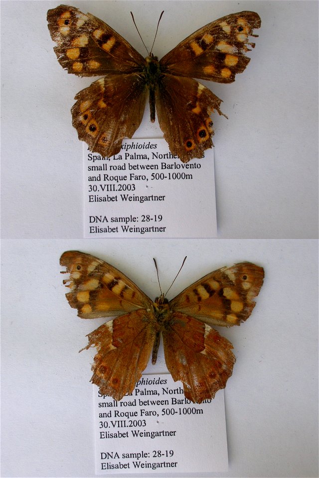 SPAIN.  La Palma, N, small road between Barlovento and Roque Faro, 500-1000m,  Syst Ent 2006,  mark: PV30,  <a href="http://nymphalidae.utu.fi/story.php?code=EW28-19" rel="nofollow">see in our d