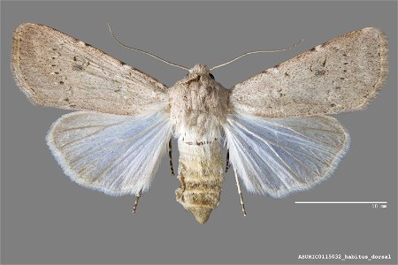 Arizona State University Hasbrouck Insect Collection Catalog #: ASUHIC0115032 Taxon: Agrotis vetusta catenuloides Smith, 1910 Family: Noctuidae Determiner: R. Leuschner (no record) Collector: Ronald S photo
