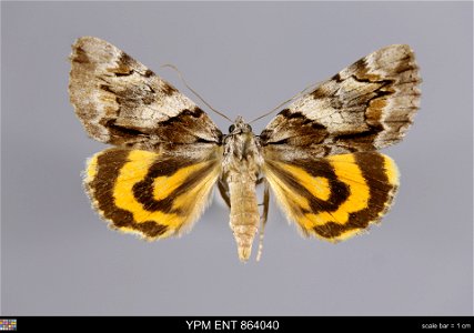 Yale Peabody Museum, Entomology Division Catalog #: YPM ENT 864040 Taxon: Catocala blandula Hulst (dorsal) Family: Erebidae Taxon Remarks: Animals and Plants: Invertebrates - Insects Collector: Dale F photo