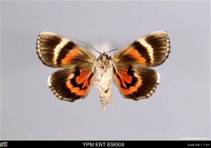 Yale Peabody Museum, Entomology Division Catalog #: YPM ENT 838504 Taxon: Catocala ultronia (Hbn.) (ventral) Family: Erebidae Taxon Remarks: Animals and Plants: Invertebrates - Insects Collector: Nico photo