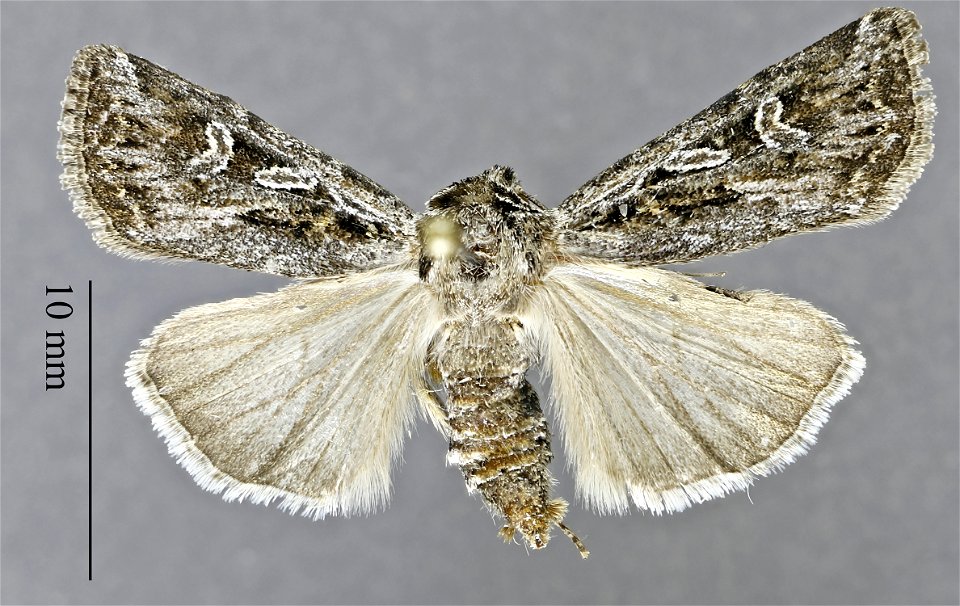 Dugway Proving Ground Natural History Collection Catalog #: DPG1HEXA0004247 Taxon: Agrotis robustior (Smith) Family: Noctuidae Determiner: Robert Delph Collector: Robert J. Delph Date: 2016-06-27 Verb photo