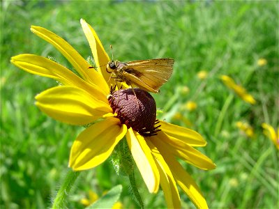 Image title: Delaware skipper insect on black eyed susan
Image from Public domain images website, http://www.public-domain-image.com/full-image/fauna-animals-public-domain-images-pictures/insects-and-