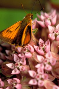 Image title: Delaware skipper on common milkweed Image from Public domain images website, http://www.public-domain-image.com/full-image/fauna-animals-public-domain-images-pictures/insects-and-bugs-pub photo