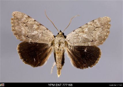 Yale Peabody Museum, Entomology Division Catalog #: YPM ENT 777168 Taxon: Catocala judith Strecker (dorsal) Family: Erebidae Taxon Remarks: Animals and Plants: Invertebrates - Insects Collector: Thoma photo