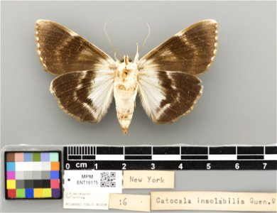 Milwaukee Public Museum, Invertebrate Zoology-Insect Collection Catalog #: ENT19175 Taxon: Catocala insolabilis Guenée, 1852 (ventral) Family: Erebidae Collector: Neidhoefer 16 Locality: United Sta photo