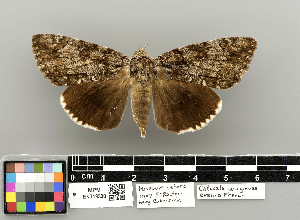 Milwaukee Public Museum, Invertebrate Zoology-Insect Collection
Catalog #: ENT19330
Taxon: Catocala lacrymosa Guenée, 1852 (dorsal)
Family: Erebidae
Date: 1907-00-00
Verbatim Date: before 1907
Localit