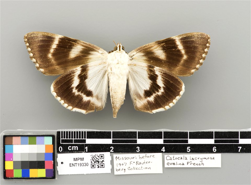Milwaukee Public Museum, Invertebrate Zoology-Insect Collection
Catalog #: ENT19330
Taxon: Catocala lacrymosa Guenée, 1852 (ventral)
Family: Erebidae
Date: 1907-00-00
Verbatim Date: before 1907
Locali