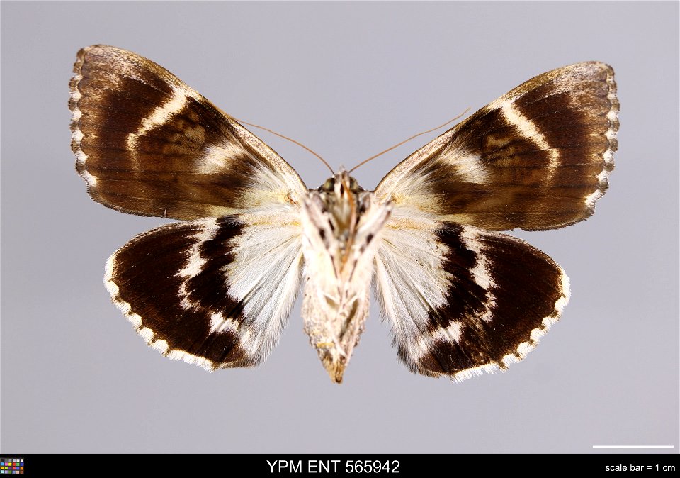 Yale Peabody Museum, Entomology Division
Catalog #: YPM ENT 565942
Taxon: Catocala lacrymosa Guenee (ventral)
Family: Erebidae
Taxon Remarks: Animals and Plants: Invertebrates - Insects
Collector: Law