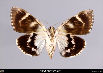 Yale Peabody Museum, Entomology Division
Catalog #: YPM ENT 565942
Taxon: Catocala lacrymosa Guenee (ventral)
Family: Erebidae
Taxon Remarks: Animals and Plants: Invertebrates - Insects
Collector: Law