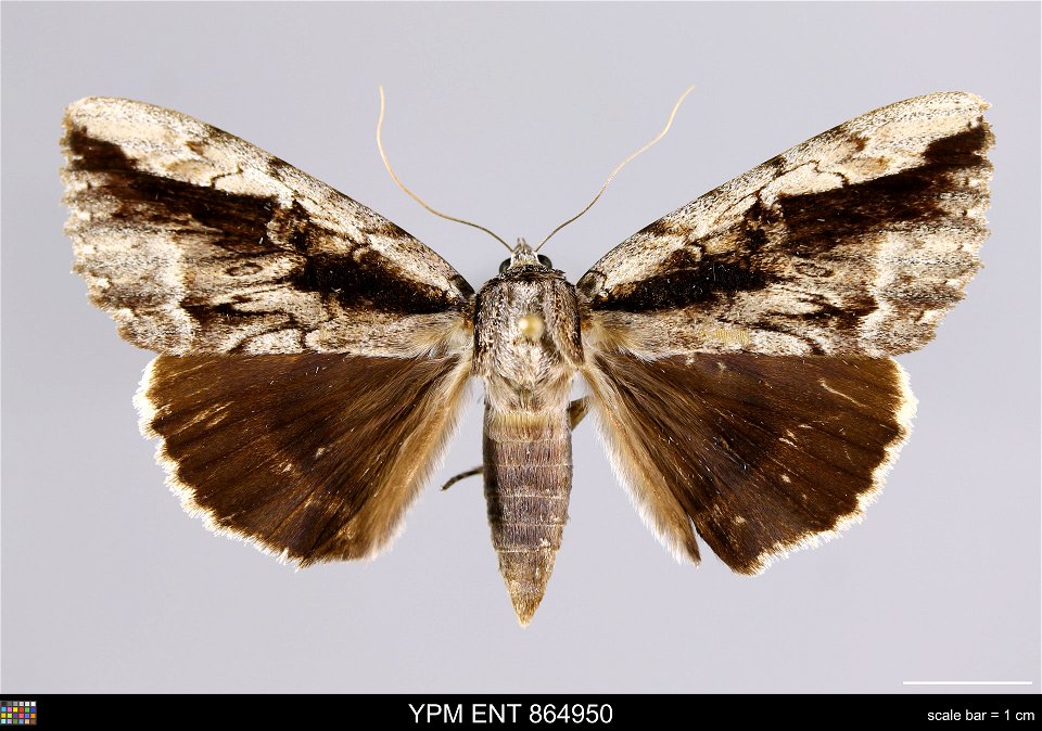 Yale Peabody Museum, Entomology Division
Catalog #: YPM ENT 864950
Taxon: Catocala angusi Grote (dorsal)
Family: Erebidae
Taxon Remarks: Animals and Plants: Invertebrates - Insects
Collector:
Date: 20