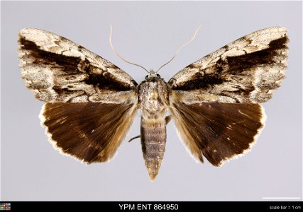 Yale Peabody Museum, Entomology Division
Catalog #: YPM ENT 864950
Taxon: Catocala angusi Grote (dorsal)
Family: Erebidae
Taxon Remarks: Animals and Plants: Invertebrates - Insects
Collector:
Date: 20