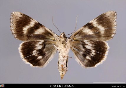 Yale Peabody Museum, Entomology Division Catalog #: YPM ENT 966599 Taxon: Catocala vidua (J. E. Sm.) (ventral) Family: Erebidae Taxon Remarks: Animals and Plants: Invertebrates - Insects Collector: Ra photo