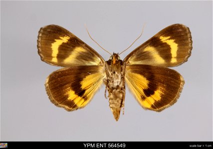 Yale Peabody Museum, Entomology Division
Catalog #: YPM ENT 564549
Taxon: Catocala badia Grote & Robinson (ventral)
Family: Erebidae
Taxon Remarks: Animals and Plants: Invertebrates - Insects
Coll