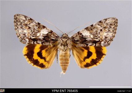 Yale Peabody Museum, Entomology Division Catalog #: YPM ENT 765405 Taxon: Catocala palaeogama Guenee (dorsal) Family: Erebidae Taxon Remarks: Animals and Plants: Invertebrates - Insects Collector: Sid photo