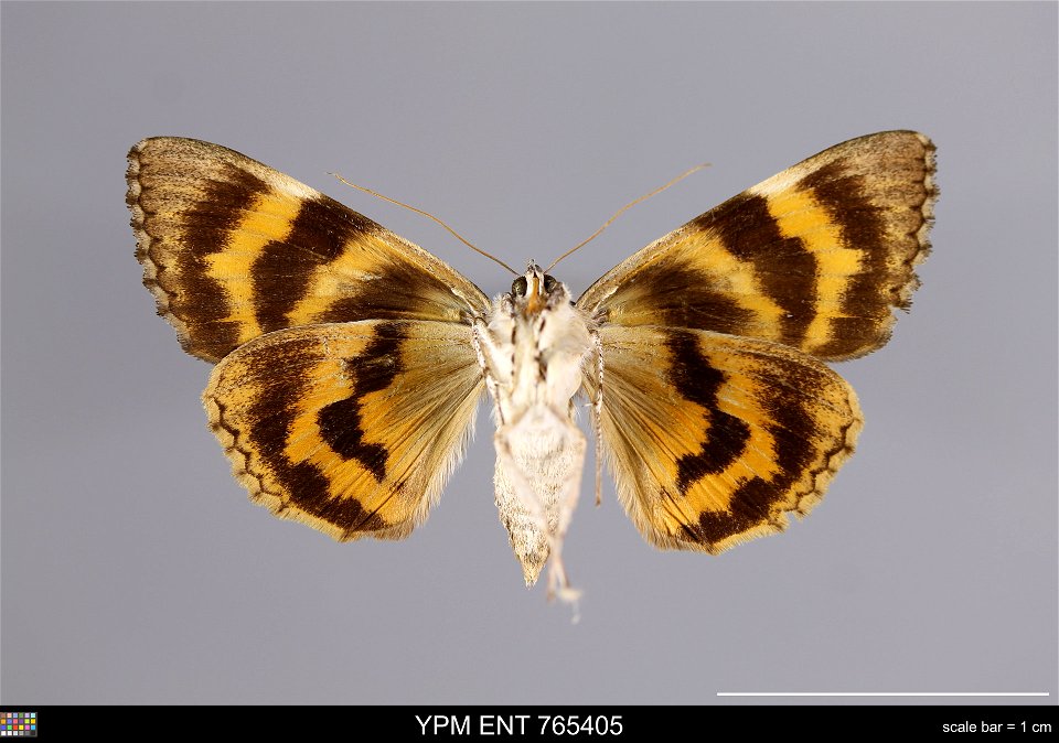 Yale Peabody Museum, Entomology Division Catalog #: YPM ENT 765405 Taxon: Catocala palaeogama Guenee (ventral) Family: Erebidae Taxon Remarks: Animals and Plants: Invertebrates - Insects Collector: Si photo