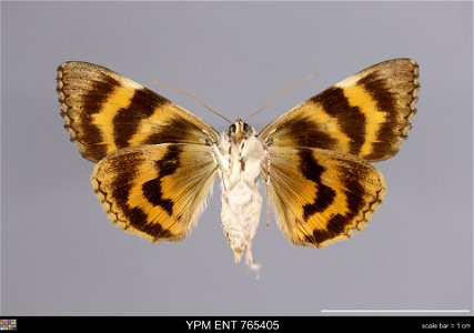 Yale Peabody Museum, Entomology Division
Catalog #: YPM ENT 765405
Taxon: Catocala palaeogama Guenee (ventral)
Family: Erebidae
Taxon Remarks: Animals and Plants: Invertebrates - Insects
Collector: Si