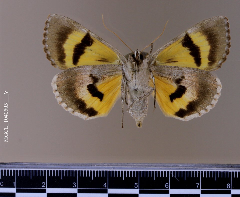 Florida Museum of Natural History, McGuire Center for Lepidoptera and Biodiversity
Catalog #: MGCL_1040505
Taxon: Catocala illecta Walker, [1858] (ventral)
Family: Erebidae

Locality: United States, M