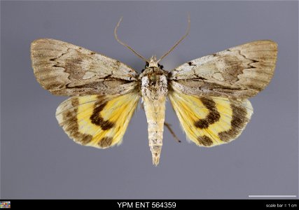 Yale Peabody Museum, Entomology Division Catalog #: YPM ENT 564359 Taxon: Catocala clintonii Grote (dorsal) Family: Erebidae Taxon Remarks: Animals and Plants: Invertebrates - Insects Collector: Dale photo