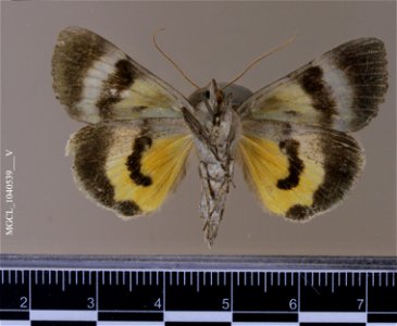 Florida Museum of Natural History, McGuire Center for Lepidoptera and Biodiversity Catalog #: MGCL_1040539 Taxon: Catocala nuptialis Walker, [1858] (ventral) Family: Erebidae Locality: United States, photo