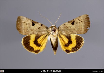 Yale Peabody Museum, Entomology Division Catalog #: YPM ENT 782869 Taxon: Catocala nuptialis Walker (dorsal) Family: Erebidae Taxon Remarks: Animals and Plants: Invertebrates - Insects Date: 1940-07-2 photo