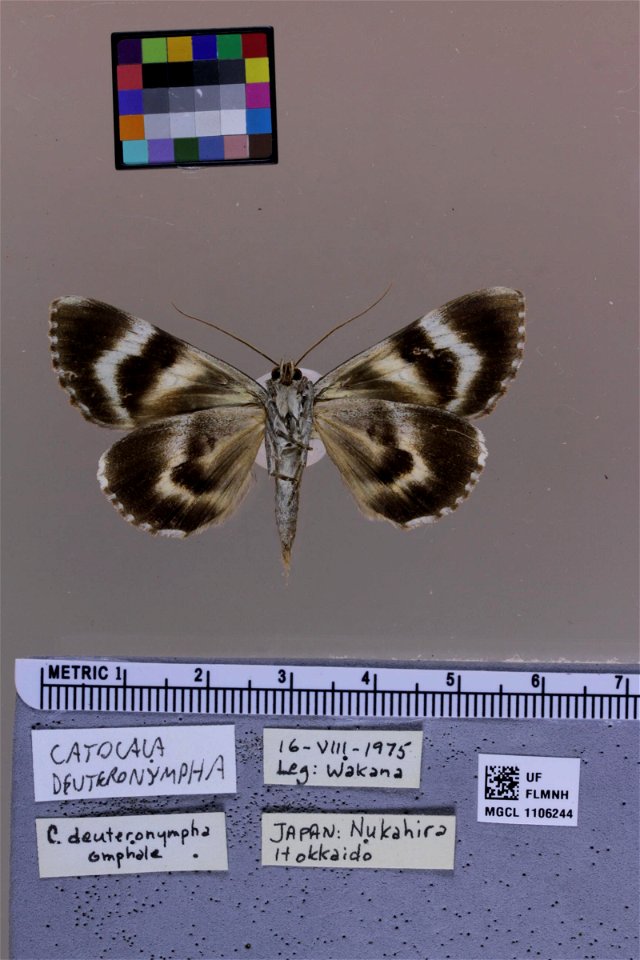 Florida Museum of Natural History, McGuire Center for Lepidoptera and Biodiversity
Catalog #: MGCL_1106244
Taxon: Catocala deuteronympha (ventral)
Family: Erebidae

Locality: Japan