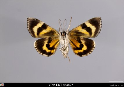Yale Peabody Museum, Entomology Division
Catalog #: YPM ENT 854827
Taxon: Catocala deuteronympha Staud. (ventral)
Family: Erebidae
Taxon Remarks: Animals and Plants: Invertebrates - Insects
Collector: