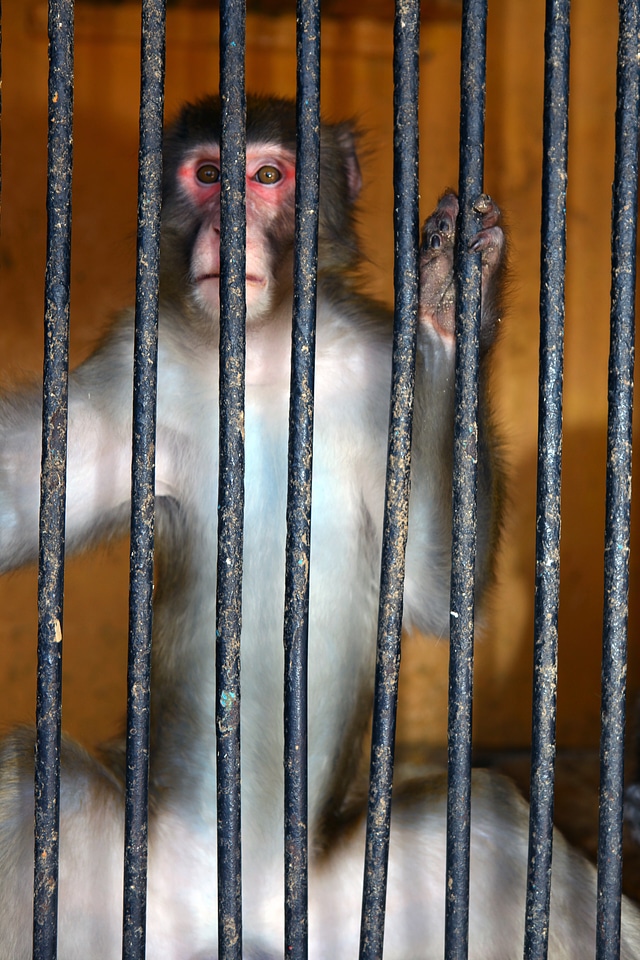 Monkey behind bars