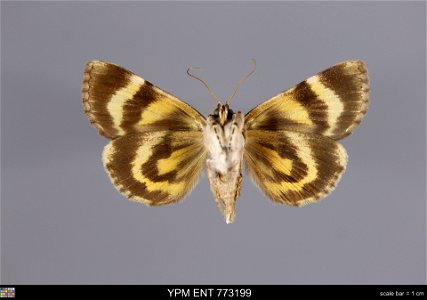 Yale Peabody Museum, Entomology Division Catalog #: YPM ENT 773199 Taxon: Catocala crataegi Saunders (ventral) Family: Erebidae Taxon Remarks: Animals and Plants: Invertebrates - Insects Collector: Da photo