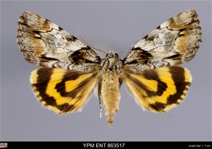 Yale Peabody Museum, Entomology Division Catalog #: YPM ENT 863517 Taxon: Catocala pretiosa Lintner (dorsal) Family: Erebidae Taxon Remarks: Animals and Plants: Invertebrates - Insects Collector: Dale photo