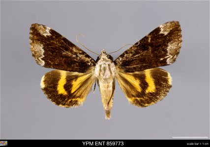 Yale Peabody Museum, Entomology Division Catalog #: YPM ENT 859773 Taxon: Catocala micronympha Guenee (dorsal) Family: Erebidae Taxon Remarks: Animals and Plants: Invertebrates - Insects Collector: Da photo