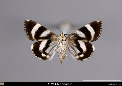 Yale Peabody Museum, Entomology Division Catalog #: YPM ENT 854667 Taxon: Catocala nagioides (Wileman) (ventral) Family: Erebidae Taxon Remarks: Animals and Plants: Invertebrates - Insects Collector: photo
