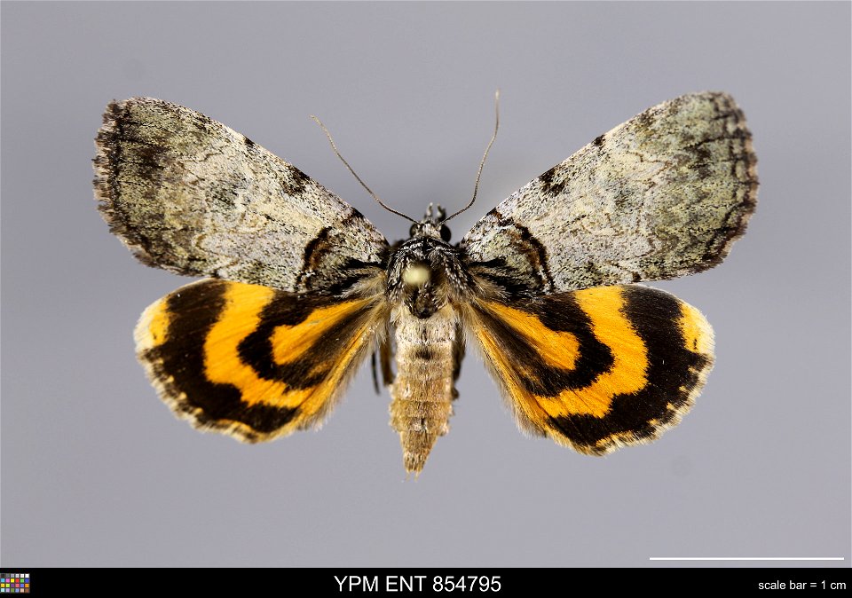 Yale Peabody Museum, Entomology Division Catalog #: YPM ENT 854795 Taxon: Catocala dulciola Grote (dorsal) Family: Erebidae Taxon Remarks: Animals and Plants: Invertebrates - Insects Collector: W. A. photo
