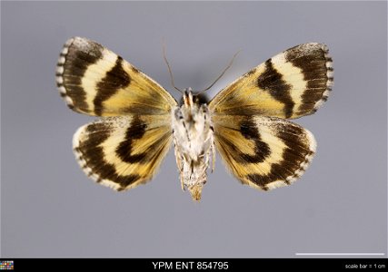 Yale Peabody Museum, Entomology Division
Catalog #: YPM ENT 854795
Taxon: Catocala dulciola Grote (ventral)
Family: Erebidae
Taxon Remarks: Animals and Plants: Invertebrates - Insects
Collector: W. A.