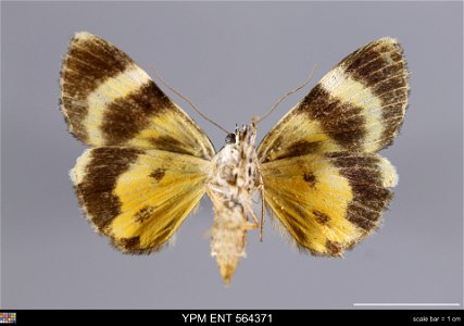 Yale Peabody Museum, Entomology Division Catalog #: YPM ENT 564371 Taxon: Catocala lineella Grote (ventral) Family: Erebidae Taxon Remarks: Animals and Plants: Invertebrates - Insects Collector: Dale photo
