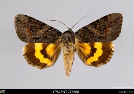Yale Peabody Museum, Entomology Division Catalog #: YPM ENT 775558 Taxon: Catocala antinympha (Hbn.) (dorsal) Family: Erebidae Taxon Remarks: Animals and Plants: Invertebrates - Insects Collector: Sid photo