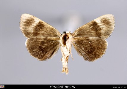 Yale Peabody Museum, Entomology Division Catalog #: YPM ENT 781075 Taxon: Catocala miranda Hy. Edw. (ventral) Family: Erebidae Taxon Remarks: Animals and Plants: Invertebrates - Insects Date: 1995-06- photo