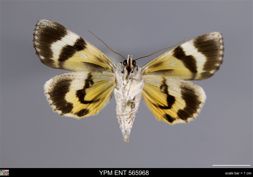 Yale Peabody Museum, Entomology Division
Catalog #: YPM ENT 565968
Taxon: Catocala agitatrix Graeser (ventral)
Family: Erebidae
Taxon Remarks: Animals and Plants: Invertebrates - Insects
Collector: W.