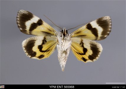 Yale Peabody Museum, Entomology Division Catalog #: YPM ENT 565968 Taxon: Catocala agitatrix Graeser (ventral) Family: Erebidae Taxon Remarks: Animals and Plants: Invertebrates - Insects Collector: W. photo