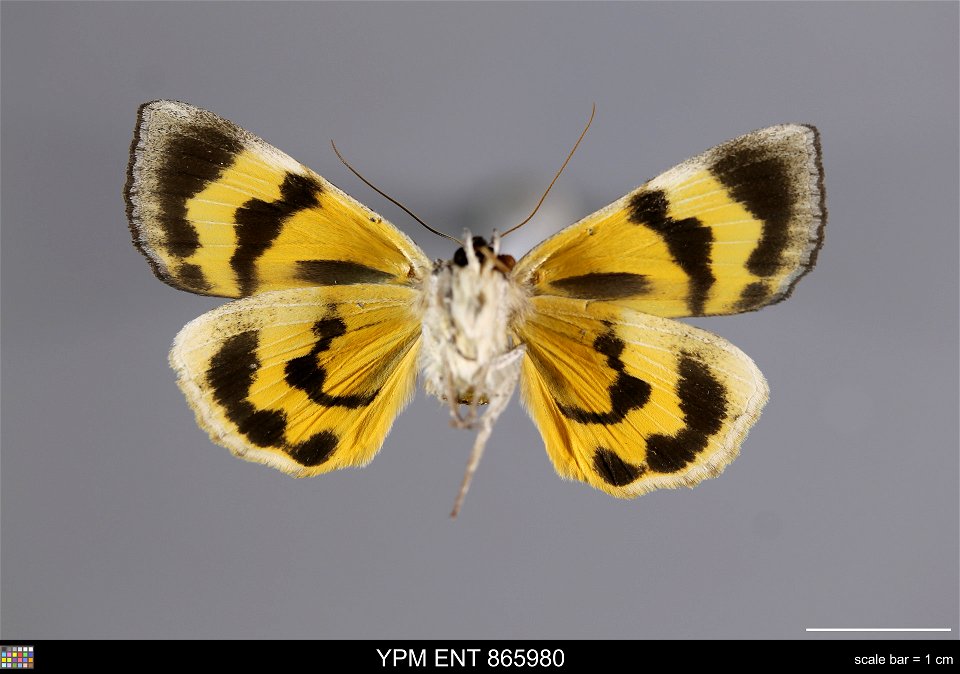 Yale Peabody Museum, Entomology Division Catalog #: YPM ENT 865980 Taxon: Catocala agitatrix Graeser (ventral) Family: Erebidae Taxon Remarks: Animals and Plants: Invertebrates - Insects Collector: Va photo