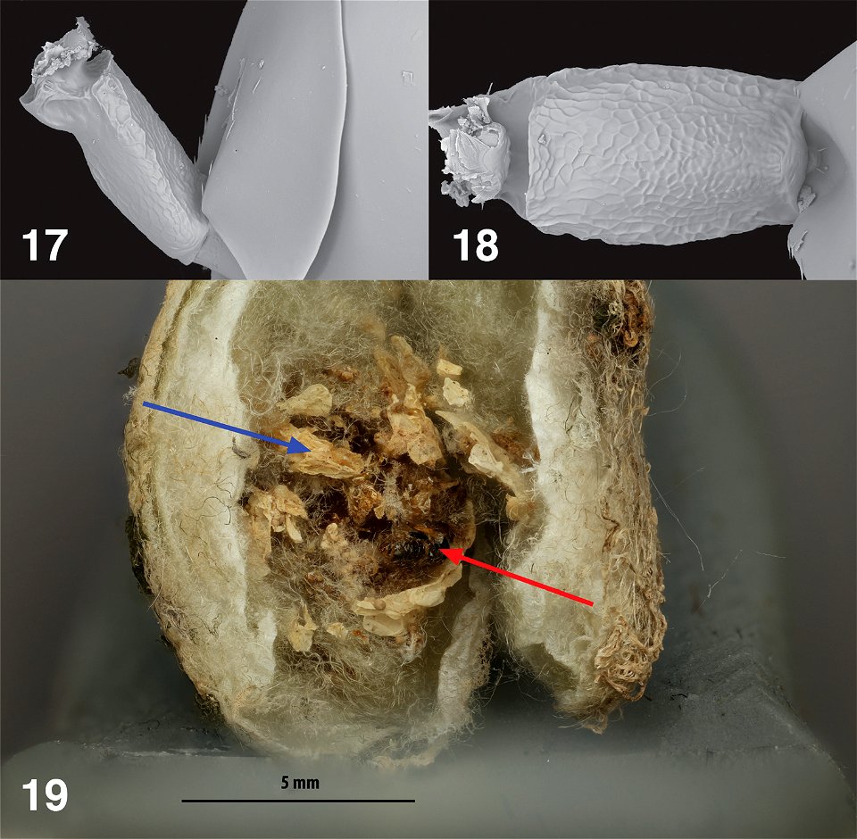 Figures 17–19; Philolema palanichamyi 17 male petiole, lateral 18 male petiole, dorsal 19 Dissected C. citricola egg sac, blue arrow = dried, consumed spider eggs, red arrow = dead Ph. palanichamyi.