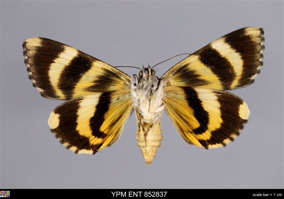 Yale Peabody Museum, Entomology Division Catalog #: YPM ENT 852837 Taxon: Catocala kuangtungensis Mell (ventral) Family: Erebidae Taxon Remarks: Animals and Plants: Invertebrates - Insects Collector: photo
