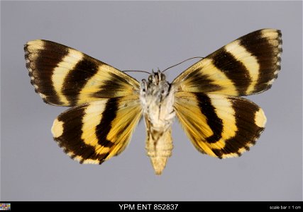Yale Peabody Museum, Entomology Division
Catalog #: YPM ENT 852837
Taxon: Catocala kuangtungensis Mell (ventral)
Family: Erebidae
Taxon Remarks: Animals and Plants: Invertebrates - Insects
Collector: 