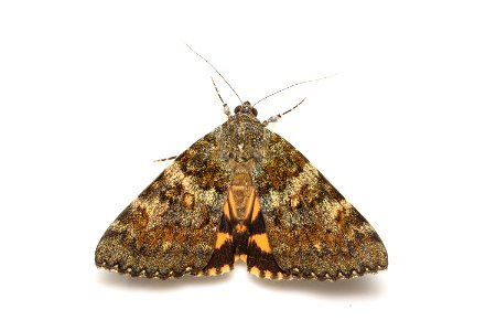 Catocala kuangtungensis Mell, 1931 （Erebidae）, adult moth
Photo location: Japan: Motootu, Muroto-shi, Kochi Prefecture
Latitude and Longitude: N33°19'10.93",E134°07'10.93"
Date and time: July 22, 2016