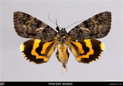 Yale Peabody Museum, Entomology Division Catalog #: YPM ENT 854800 Taxon: Catocala doerriesi Stdgr. (dorsal) Family: Erebidae Taxon Remarks: Animals and Plants: Invertebrates - Insects Collector: Vadi photo