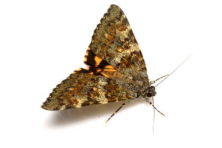 Catocala kuangtungensis Mell, 1931 （Erebidae）, adult moth Photo location: Japan: Motootu, Muroto-shi, Kochi Prefecture Latitude and Longitude: N33°19'10.93",E134°07'10.93" Date and time: July 22, 2016 photo