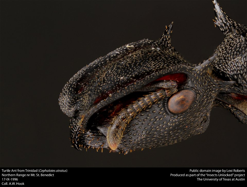 Turtle Ant (Cephalotes atratus)