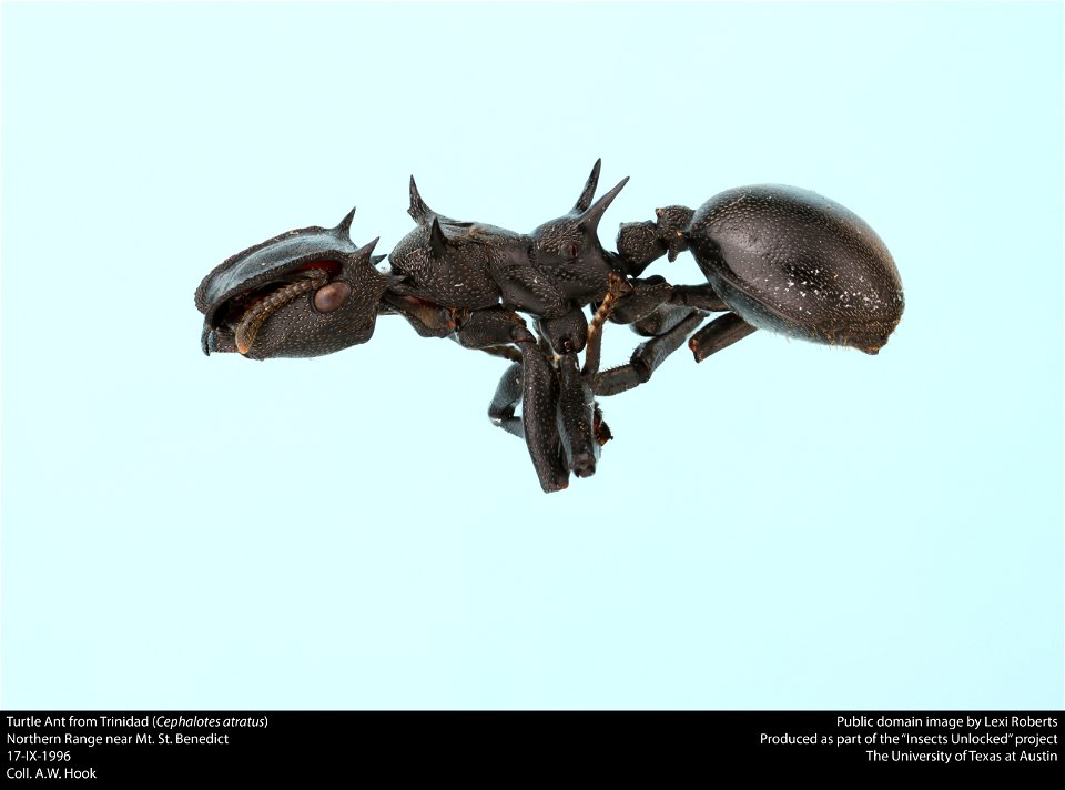 Turtle Ant (Cephalotes atratus)