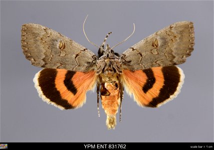 Yale Peabody Museum, Entomology Division Catalog #: YPM ENT 831762 Taxon: Catocala pacta (L.) (dorsal) Family: Erebidae Taxon Remarks: Animals and Plants: Invertebrates - Insects Date: 1912-09-07 Verb photo